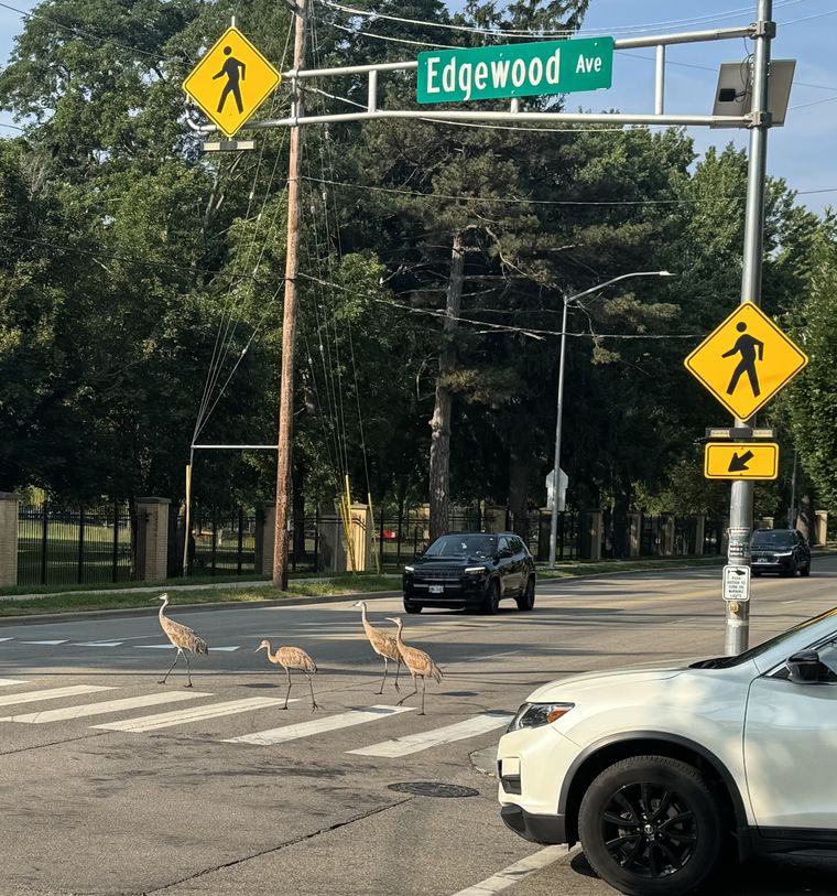 Sandhill cranes crossing a marked crosswalk at Edgewood Avenue on Monroe Street