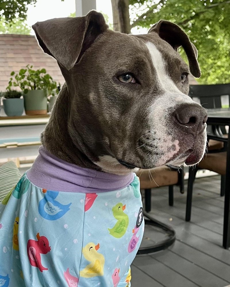 Lola, a grey and white pit bull, wearing duck-print pajamas on a porch
