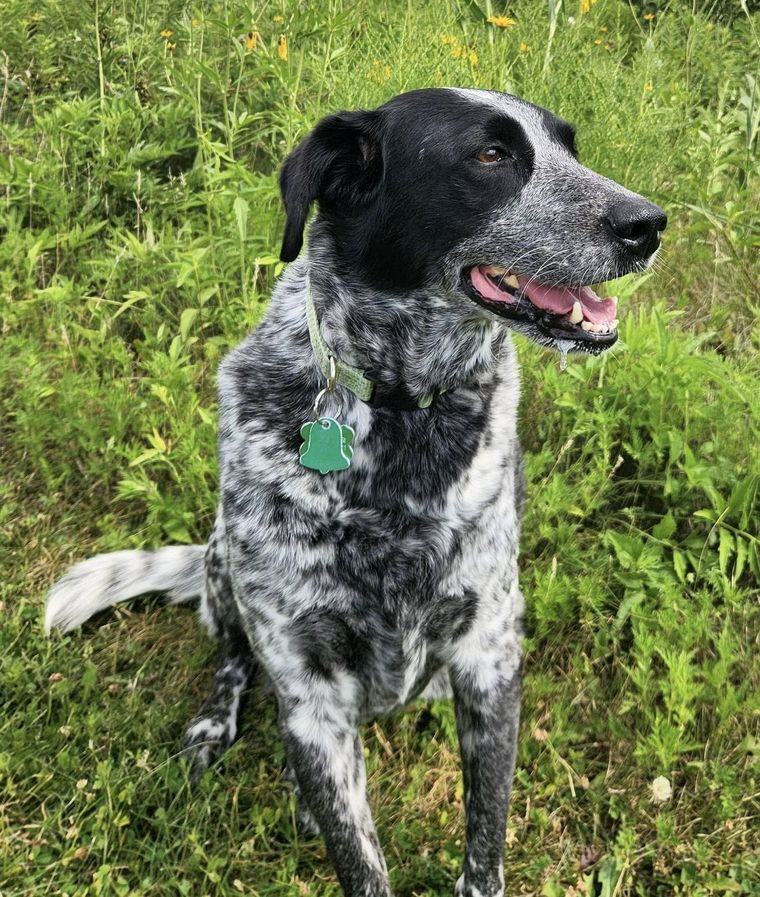 Puddin', a black and white speckled dog, sitting in tall grass